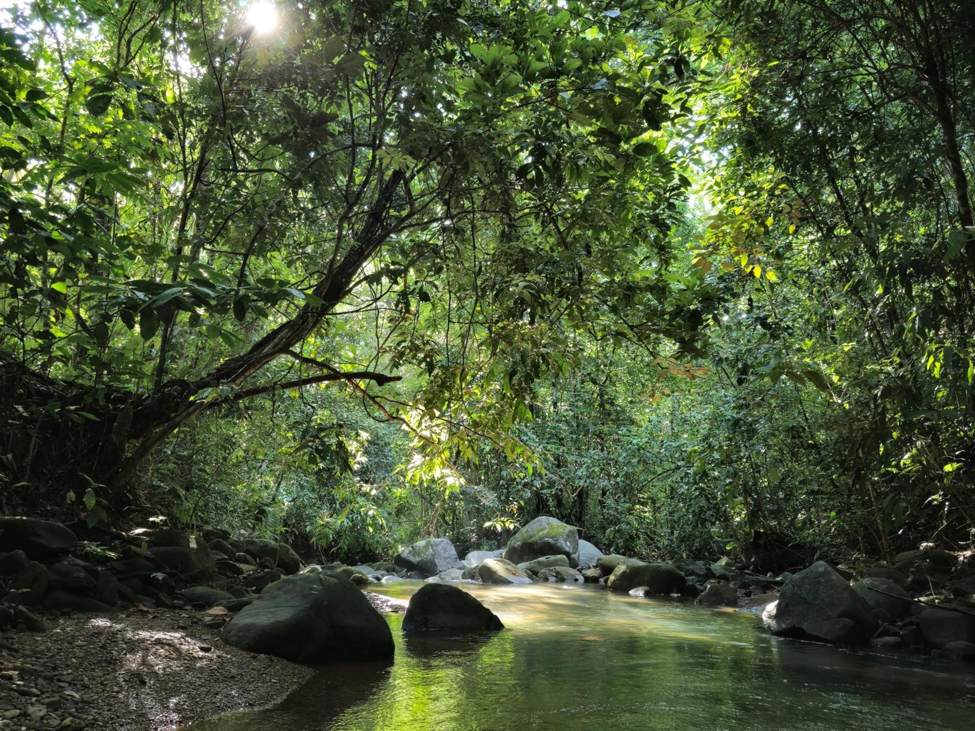 Cool Waters Jungle Villas Uvita Ngoại thất bức ảnh